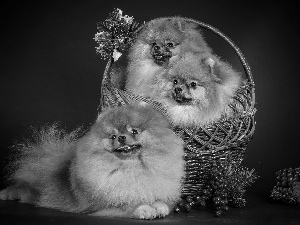 basket, Three, puppies