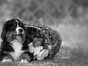 Bernese Mountain Dog, basket, Flowers, Puppy