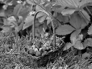 Strawberries, basket