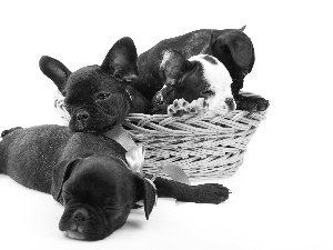 Three, French Bulldogs, basket, puppies