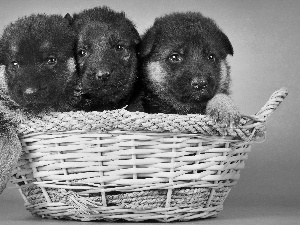 Three, German Shepherds, basket, puppies