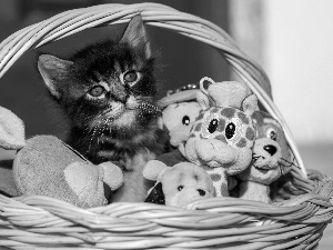 basket, toys, honeyed, kitten, small