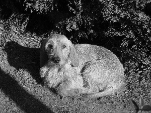 hunched, Basset Fauve de Bretagne