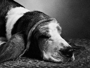 basset