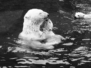 bath, bear, polar