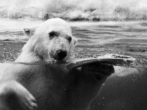 bath, Bear, polar