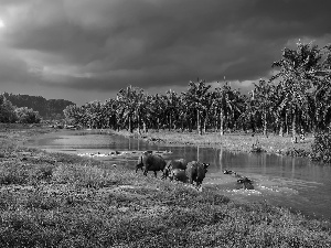 River, animals, bath, Palms