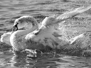 bath, swan, wings
