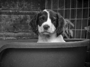 doggy, bathtub