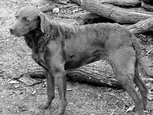 Chesapeake Bay retriever