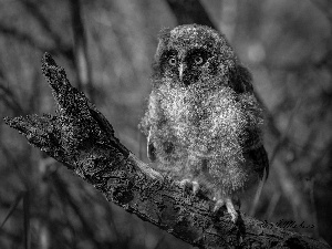 Lod on the beach, Owl Ear, chick