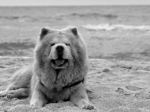 sea, Chow chow, Beaches