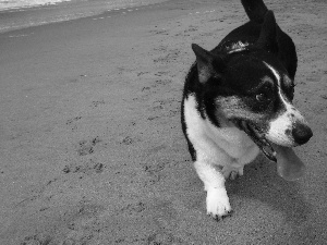 Welsh corgi cardigan, Beaches