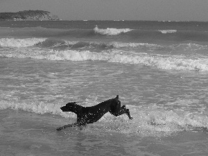 Beaches, running, Doberman