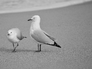 gulls, Beaches