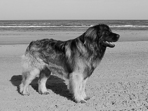 Leonberger, Beaches