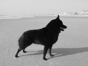 Schipperke, Beaches