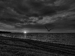 Beaches, Bird, sea