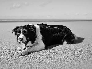 Beaches, sea, pastoral, Collie, dog