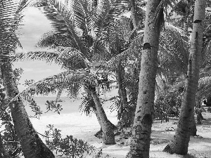 Beaches, Palms, sea