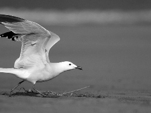 seagull, Beaches