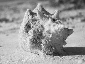 Grand Turk, shell, Beaches