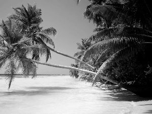 turquoise, Palms, Beaches, sea