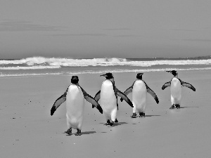 Beaches, penguin, wander