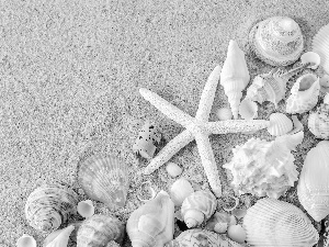 Sand, Beaches, White, starfish, Shells