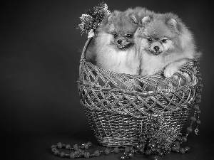 Two cars, basket, beads, Spitz