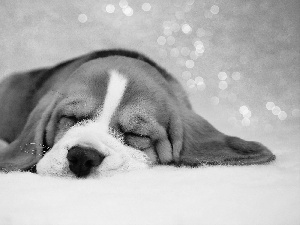 basset, sleepy, puppie