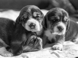 Beagle, sweet, Puppies