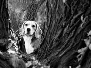 dog, Beagle, trees, viewes, Leaf