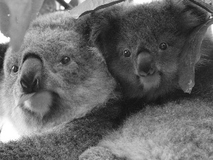 Koala, Two cars, bear