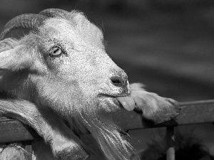 goat, Tounge, beard, horns