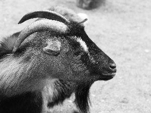 beard, goat, horns