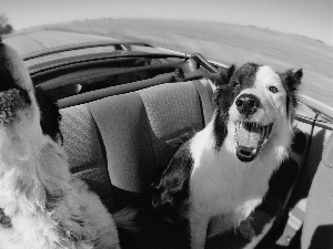 Cabriolet, Dogs, Border Collie