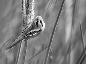 grass, Bearded Tit, male, Bird