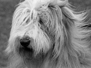 Bearded collie, Tounge