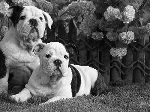 beatyfull, Bulldogs, grass, Two cars, Garden