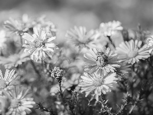 Flowers, bee, Aster, Beetle, Pink