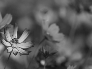 bee, Blossoming, Cosmos