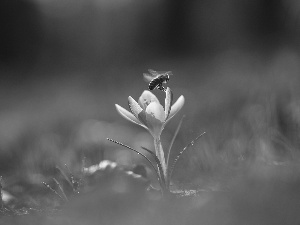 bee, lilac, crocus