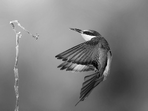 bee-eater