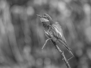 color, bee-eater, twig, Bird