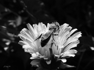 Colourfull Flowers, Insect, bee