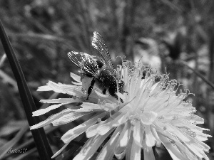 Colourfull Flowers, Insect, bee