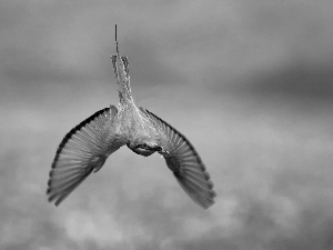 bee-eater, fly