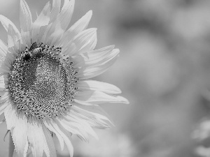 bee, flower, Sunflower