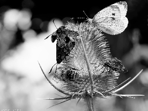 teasel, butterfly, bee, insects